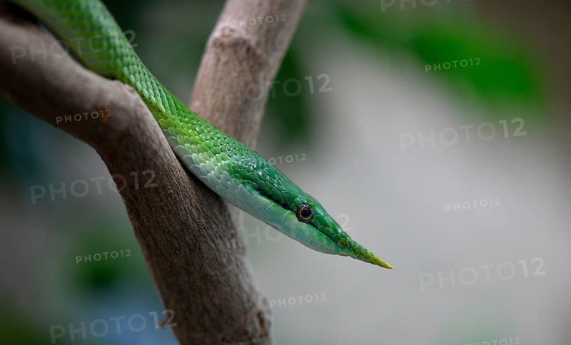 Rhinoceros ratsnake (Gonyosoma boulengeri)