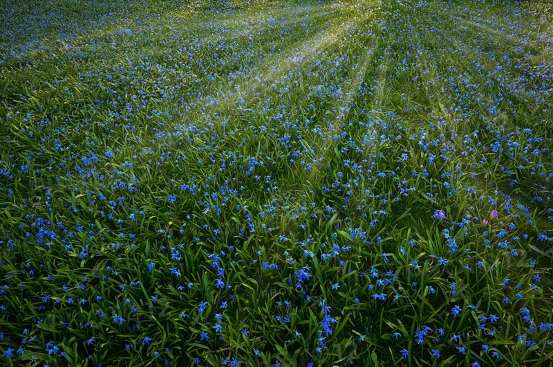 Meadow with Alpine squill (Scilla bifolia)