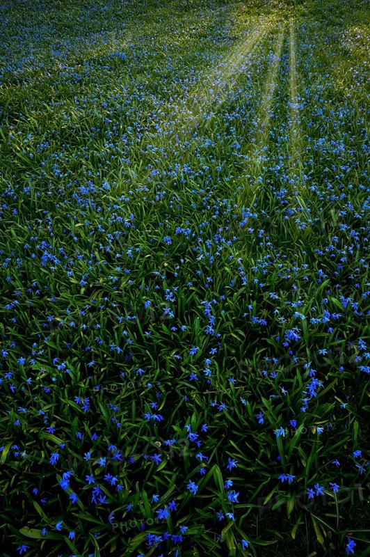Meadow with Alpine squill (Scilla bifolia)