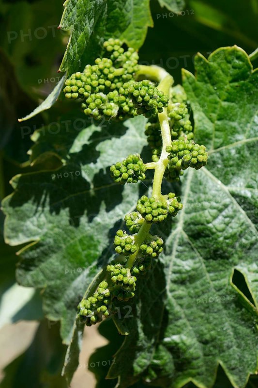 Very young grapes on old grape vines