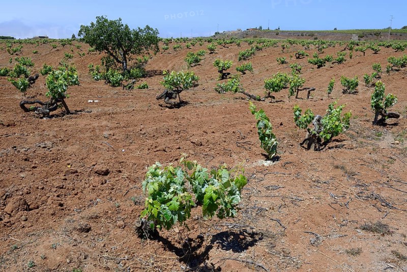 Old grape vines