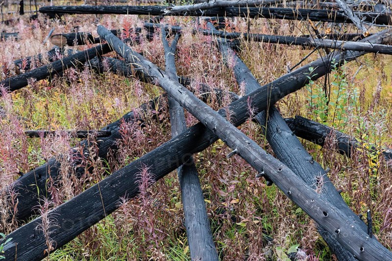 Prescribed forest fire site of 1993