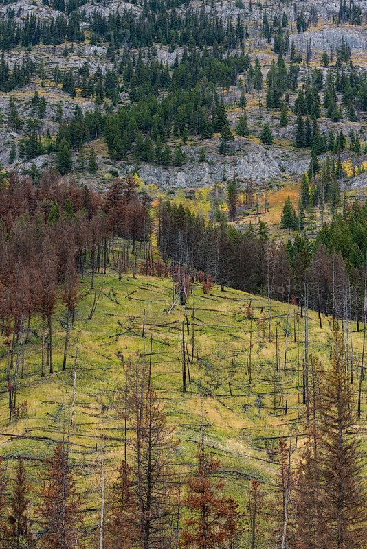 Prescribed forest fire site of 1993