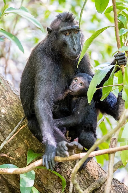 Celebes Crested Macaque (Macaca nigra)