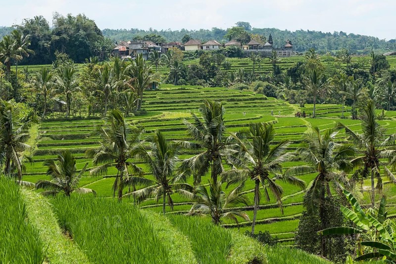 Rice terraces of Jatiluwih