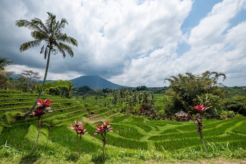 Rice terraces of Jatiluwih