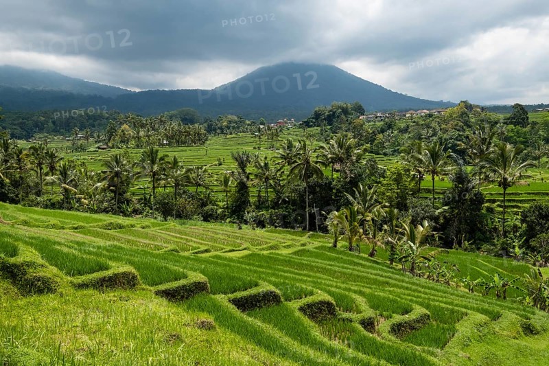 Rice terraces of Jatiluwih