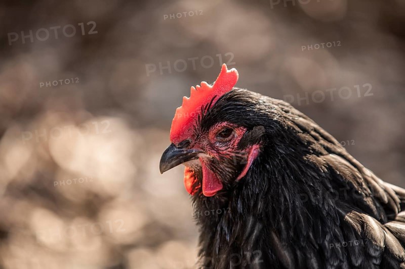 Black Domestic Chicken (Gallus gallus domesticus)