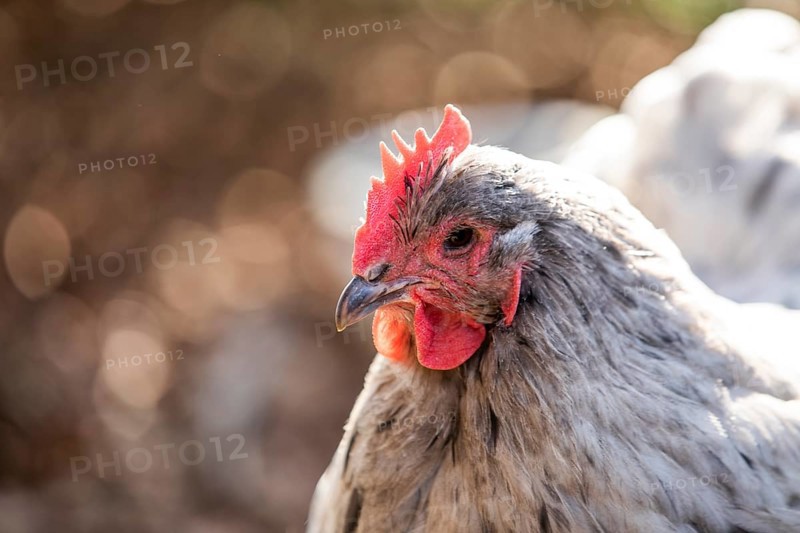 White Domestic Chicken (Gallus gallus domesticus)