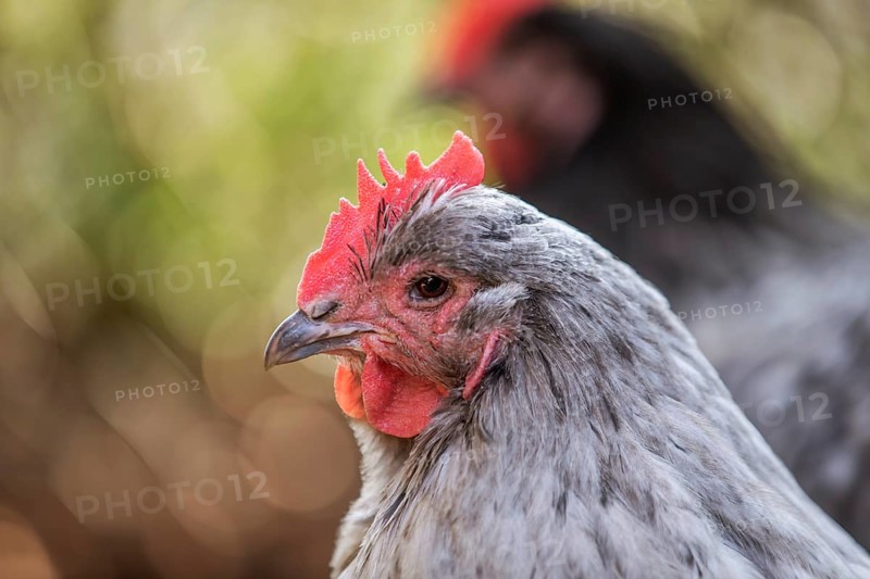 White Domestic Chicken (Gallus gallus domesticus)