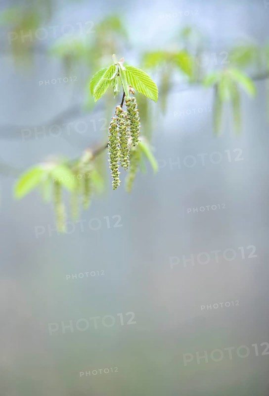 European hornbeam (Carpinus betulus)