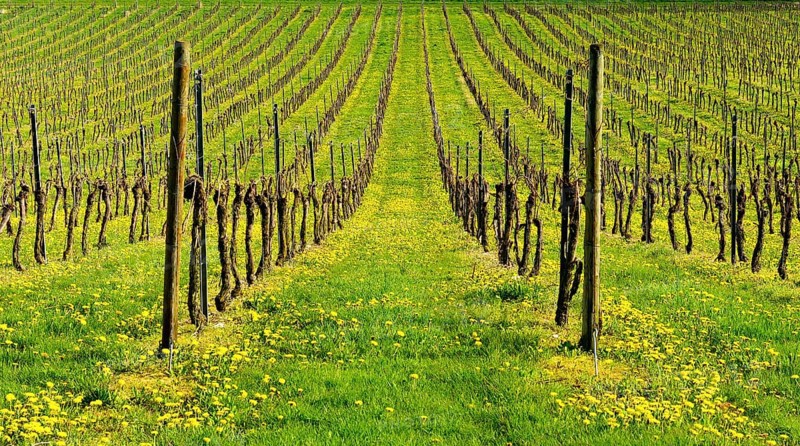 Vineyard in spring