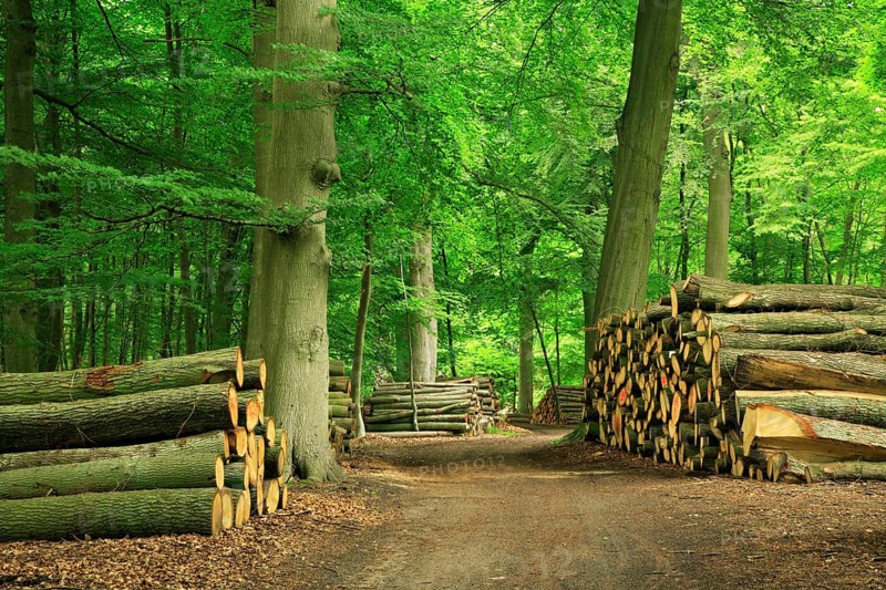 Beech forest with stacked tree trunks on a forest path