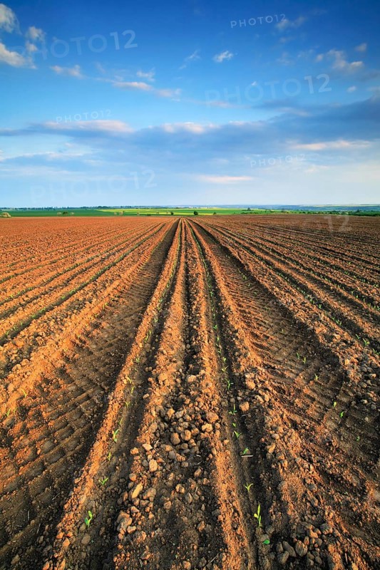 Furrows