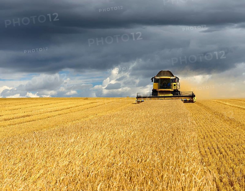 Combine harvester in cornfield harvests Barley (Hordeum vulgare)