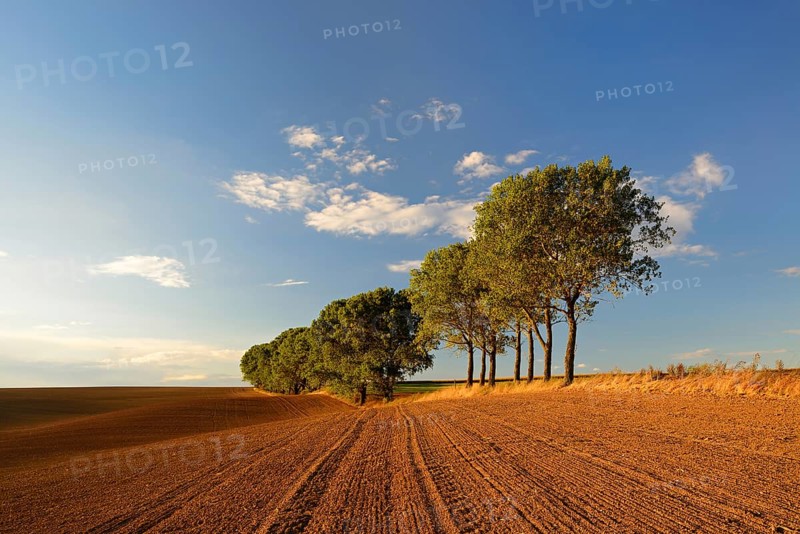 Ploughed and harrowed field