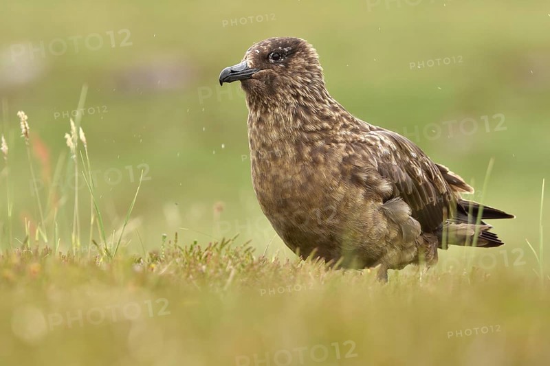 Great skua (Stercorarius skua)