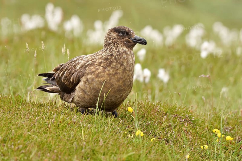 Great skua (Stercorarius skua)