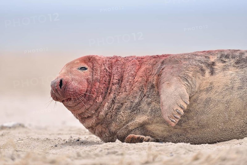 Grey seal (Halichoerus grypus)