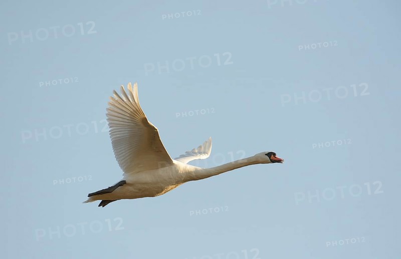 Flying Swan (Cygnus olor)