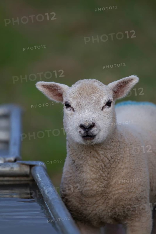 Domestic lamb (Ovis aries) standing by a drinking trough