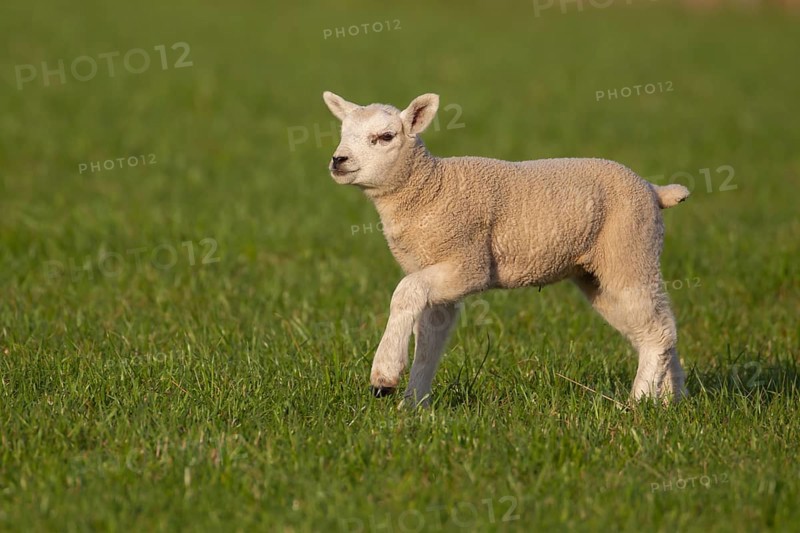 Domestic lamb (Ovis aries) running across a grass field