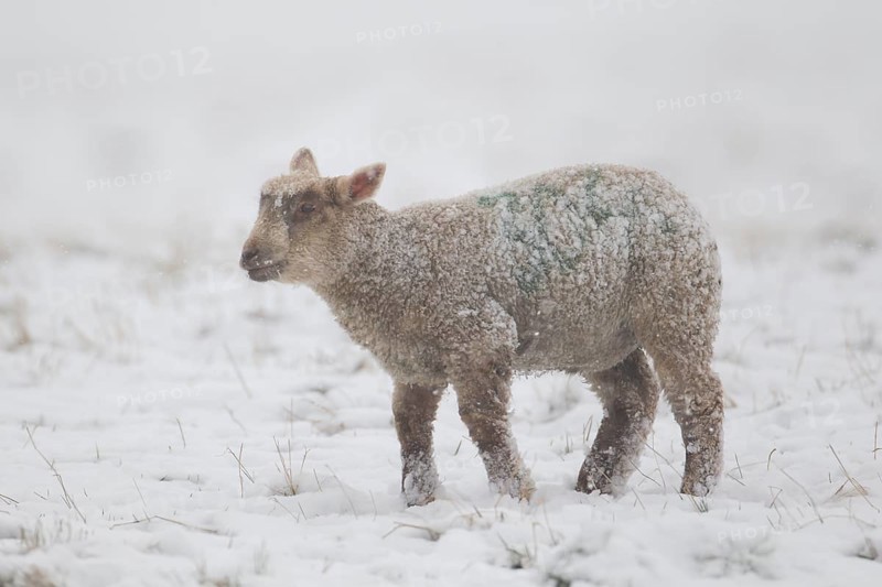 Domestic lamb (Ovis aries) in a snow covered field