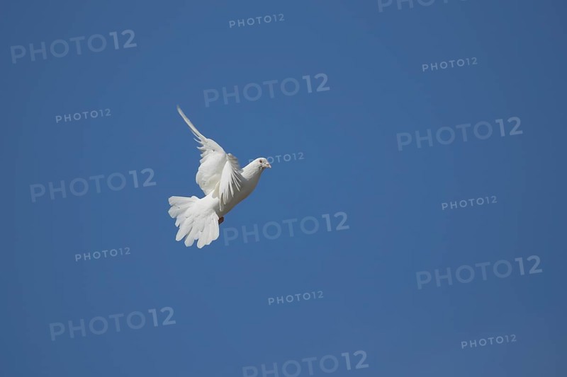 White dove (Streptopelia risoria) in flight