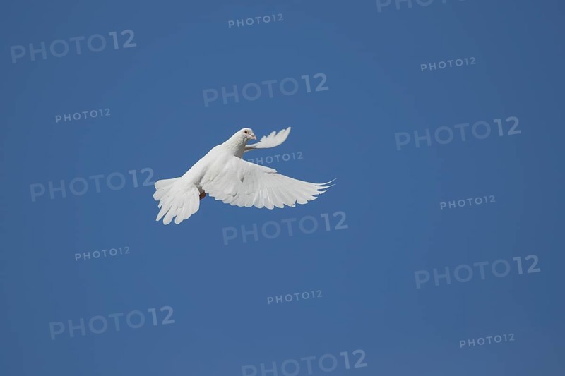 White dove (Streptopelia risoria) in flight
