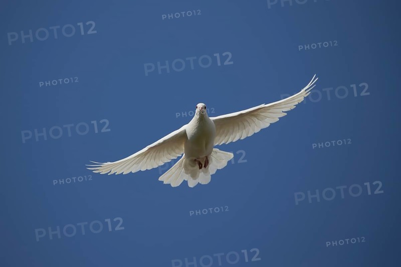 White dove (Streptopelia risoria) in flight