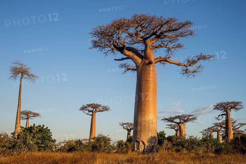 Grandidier's Baobabs (Adansonia grandidieri)