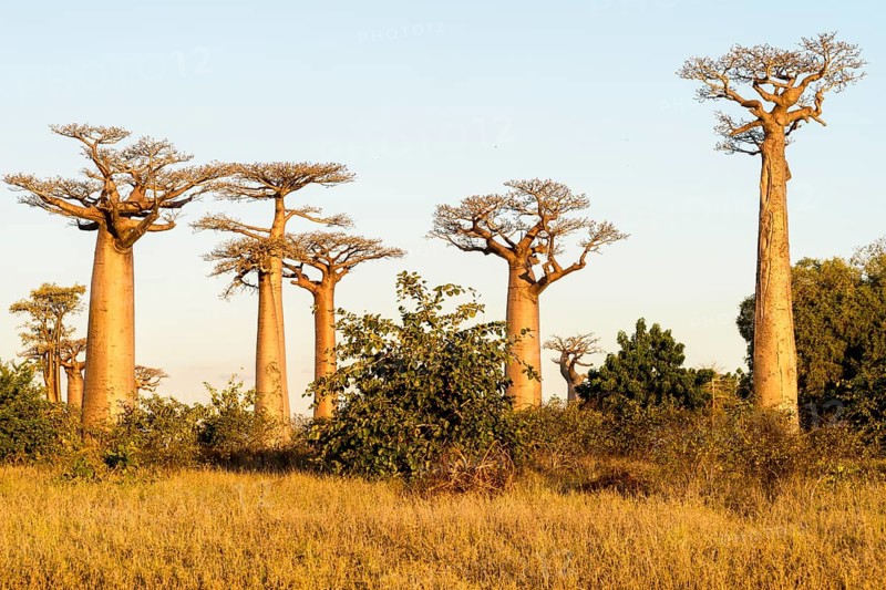 Grandidier's Baobabs (Adansonia grandidieri)