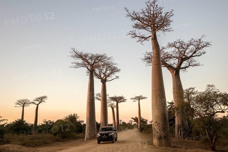 Grandidier's Baobabs (Adansonia grandidieri)