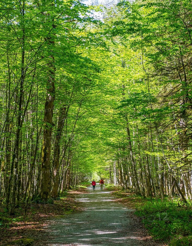 Two hikers on path through deciduous forest