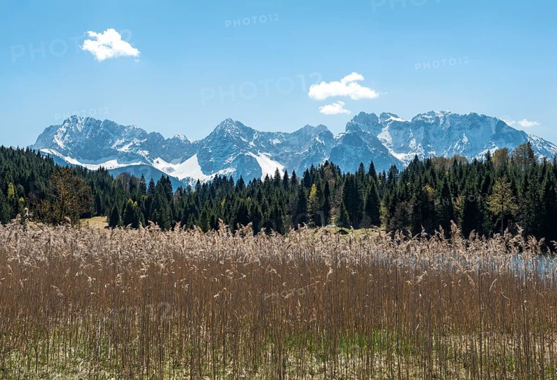 Reeds at Geroldsee