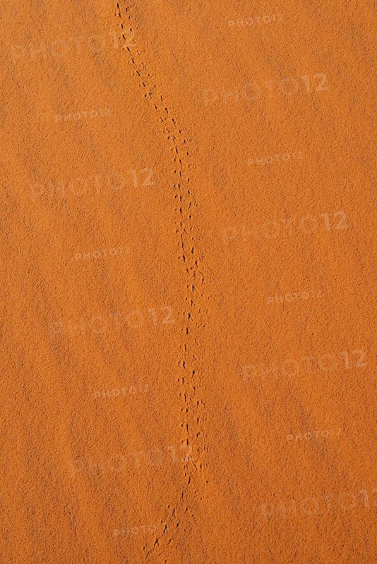 Trace of a beetle in red sand
