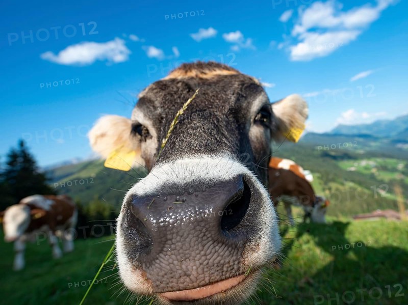 Curious young calf (Bos primigenius taurus) stretches snout to camera