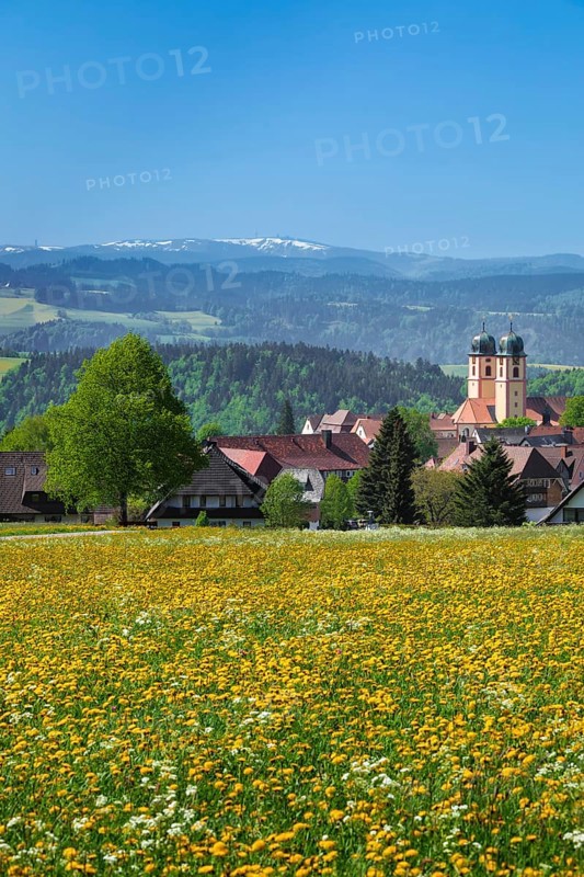 Blooming dandelion meadow in front of St.Margen with monastery church in spring