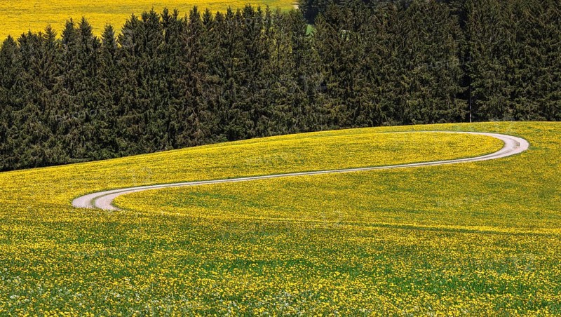 Field path meanders through flowering dandelion meadow in spring