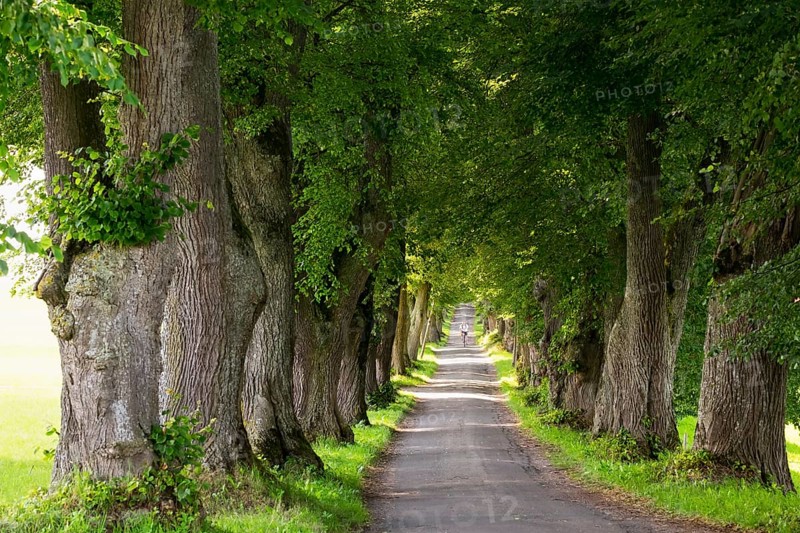 Kurfurstenallee