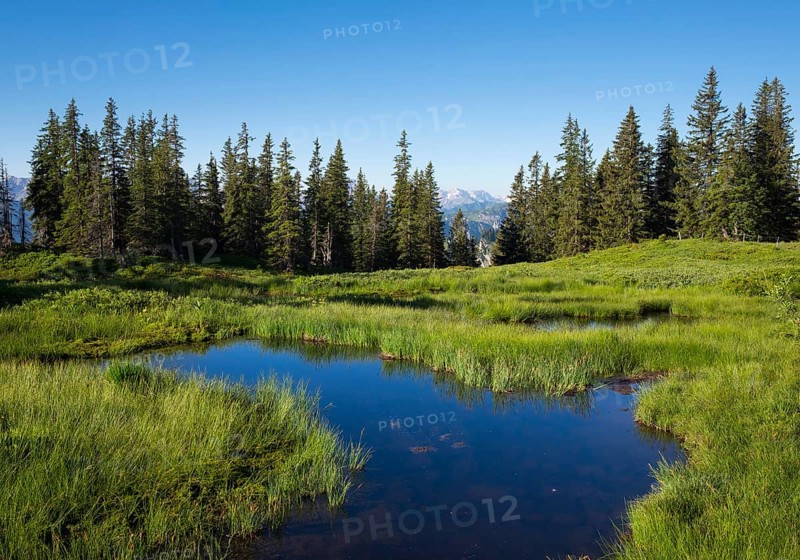 Upland moor on Wannenkopf