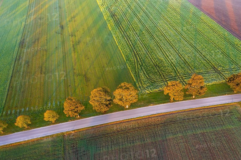 Country road with row of trees at sunrise