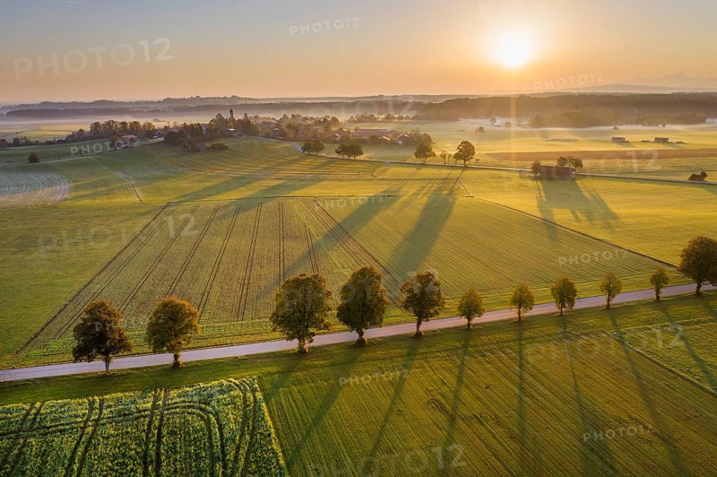 Country road with tree row at sunrise