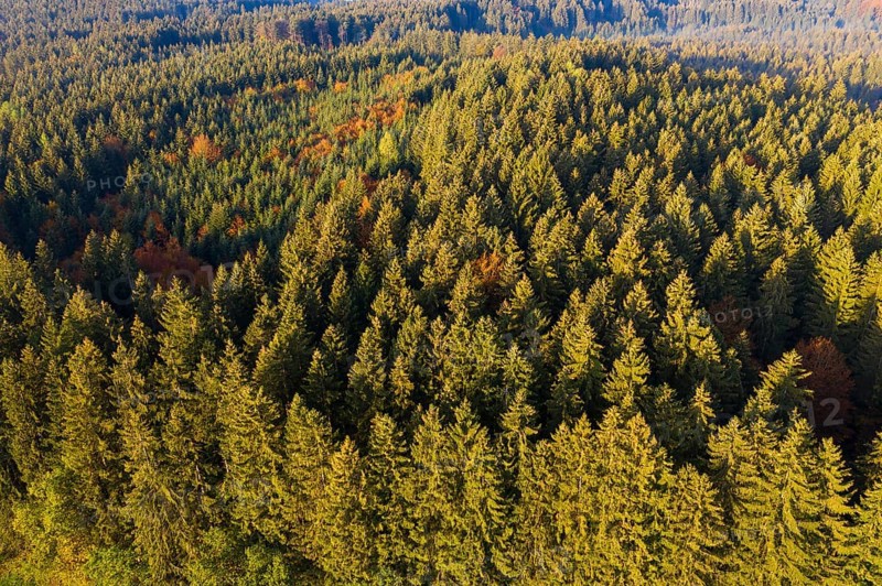 Spruce forest