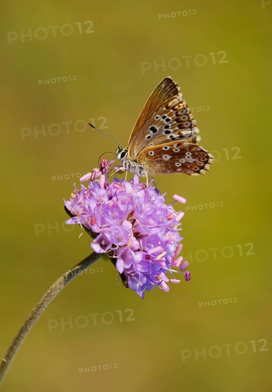 Adonis blue (Polyommatus bellargus)