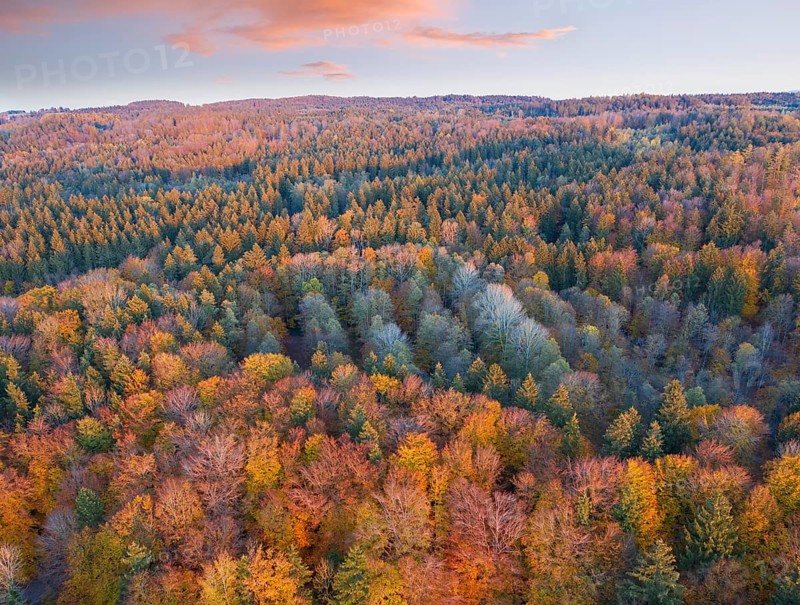 Autumn mixed forest
