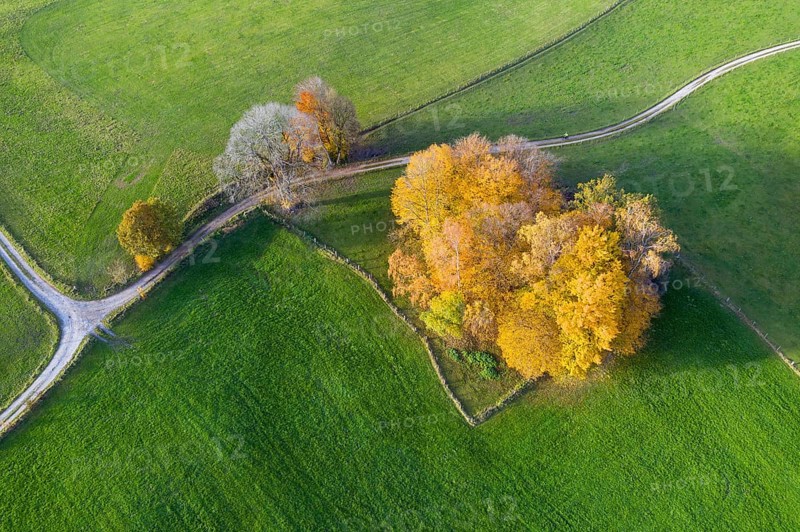 Autumn group of trees in meadow