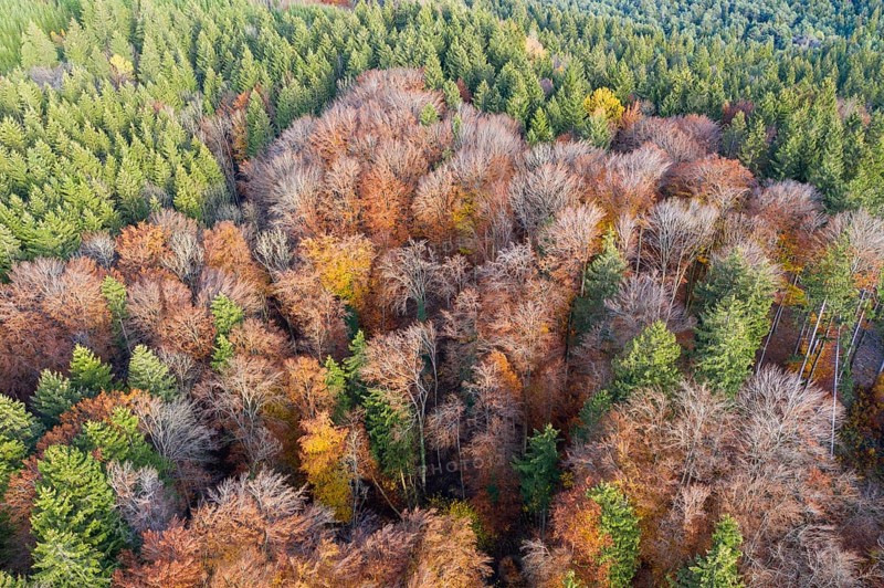 Autumn mixed forest of spruce and copper beech