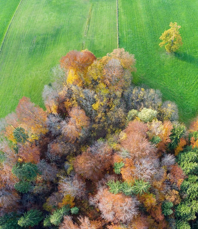 Autumn mixed forest and meadow