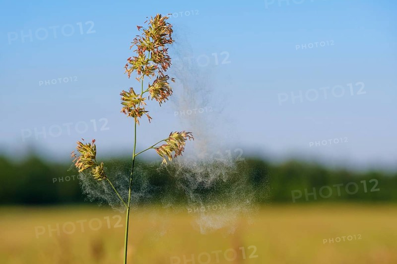 Pollen flight